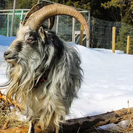 Nocleg ze śniadaniem Ajakka