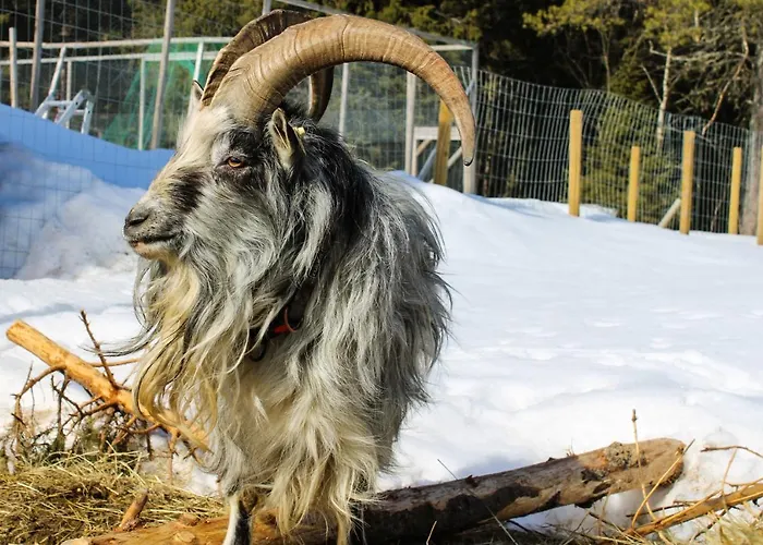 Aamiaismajoitus Ajakka